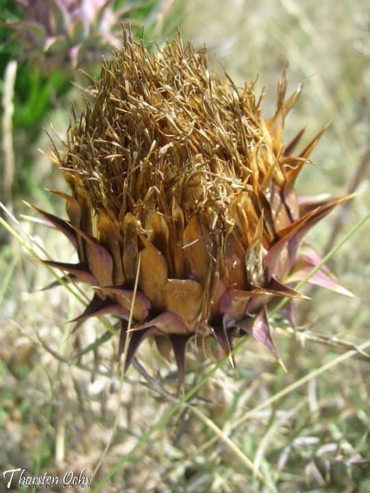 Auf dem Weg zum Strand Hotel Riu Chiclana