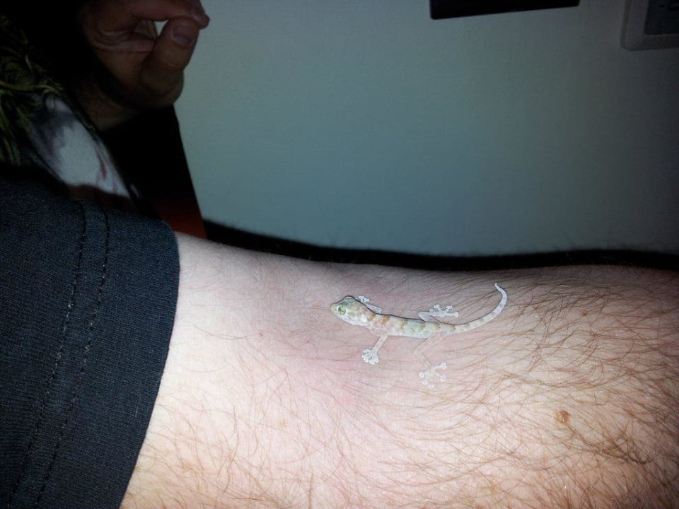 Gecko im Zimmer Pickalbatros Alf Leila Wa Leila Resort - Neverland Hurghada