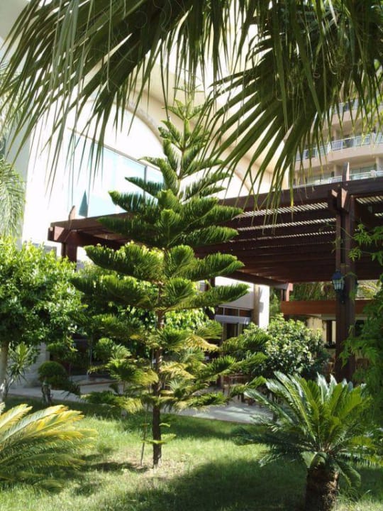 Exotische Bäume Saphir Resort & Spa