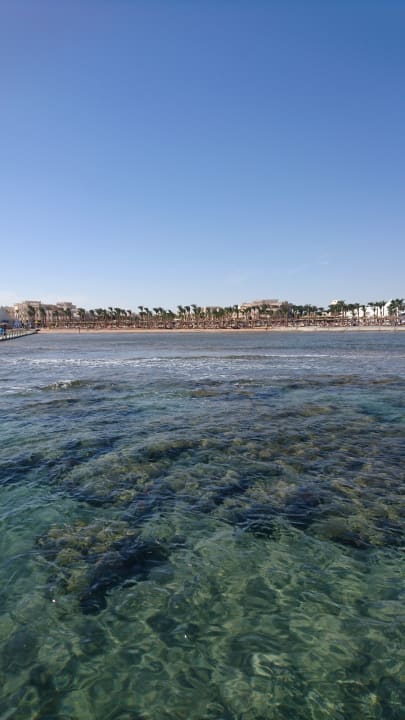 Steg  Pickalbatros Palace Resort