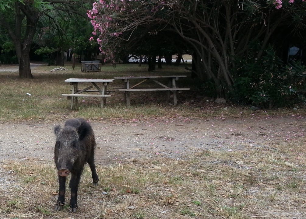 Wildschwein Akbulut Hotel & Spa