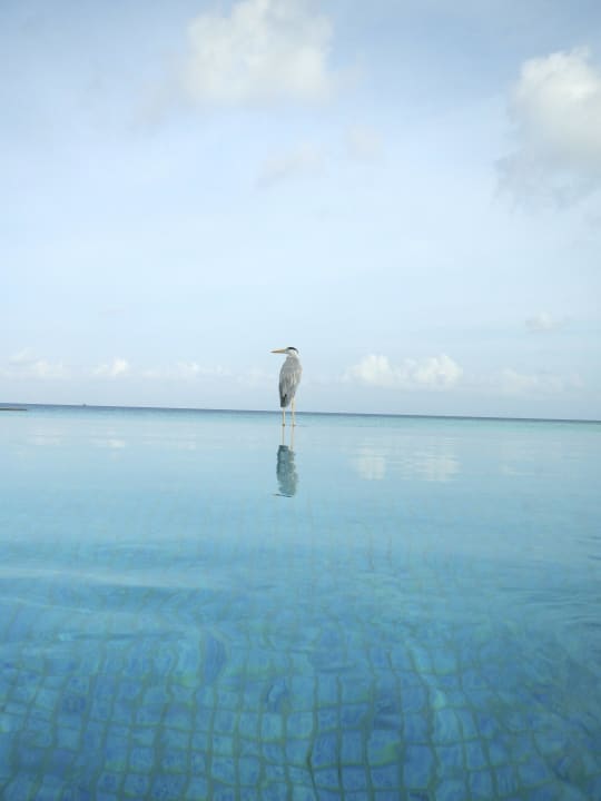 Pool mit Reiher Veligandu Maldives Resort Island