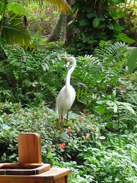 Tiere in der Anlage Hotel Grand Palladium Palace Resort, Spa & Casino