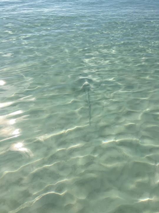 Rochen am Strand Akumal Bay Beach & Wellness Resort