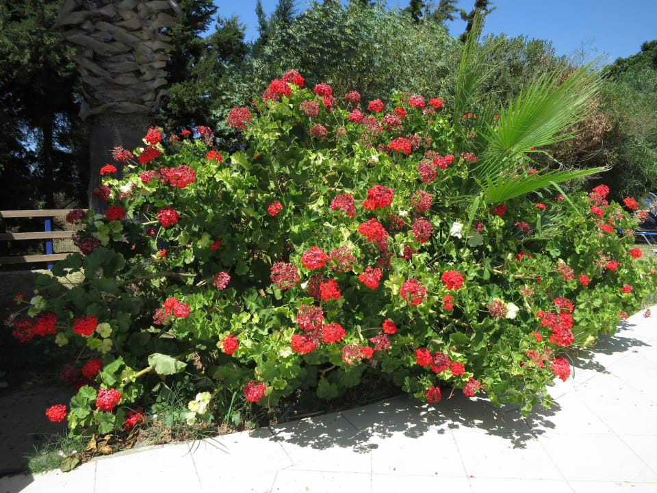 Geranien in XXL Kresten Palace Hotel