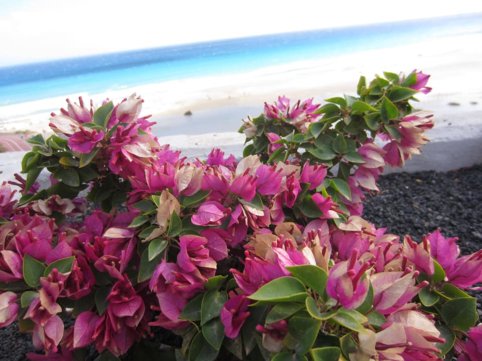 Strandimpression Iberostar Selection Fuerteventura Palace