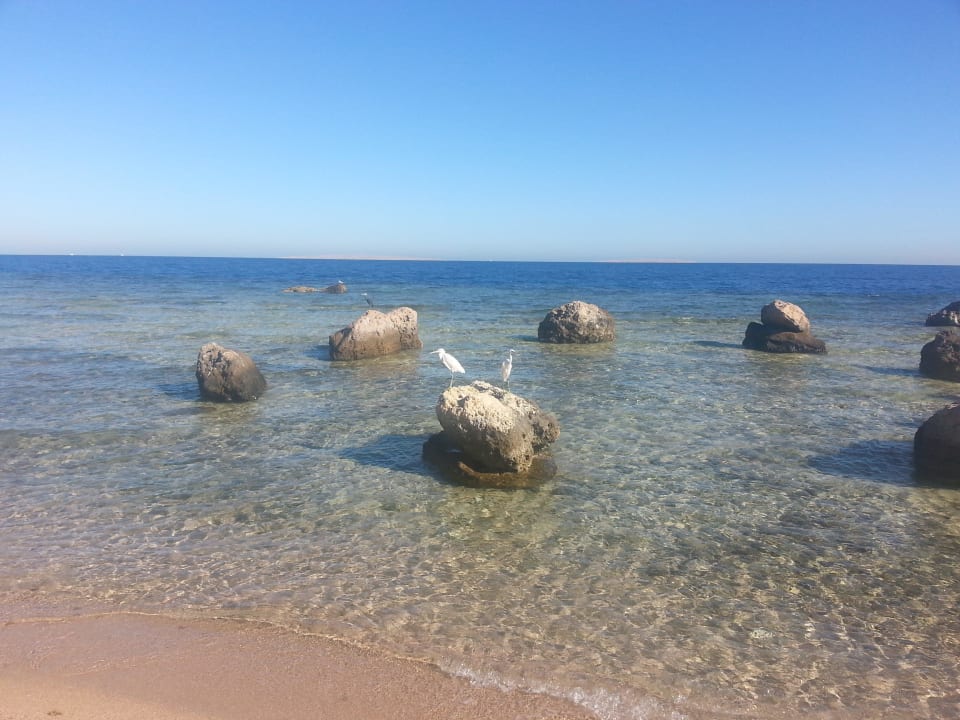 Natur pur Pickalbatros Citadel Resort