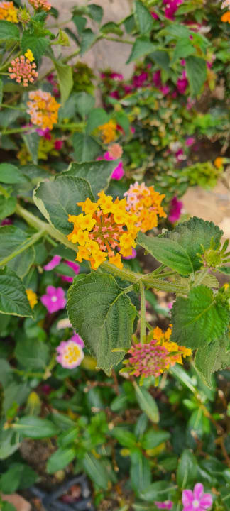 Gartenanlage Jaz Makadi Oasis Resort