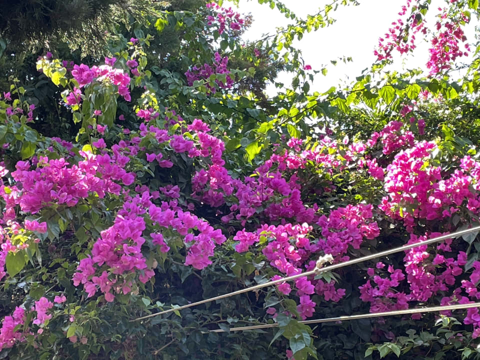 Gartenanlage Saturn Palace Resort Hotel