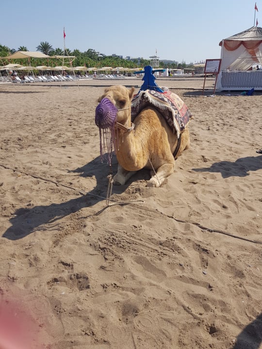 Sport & Freizeit Grand Park Lara Hotel