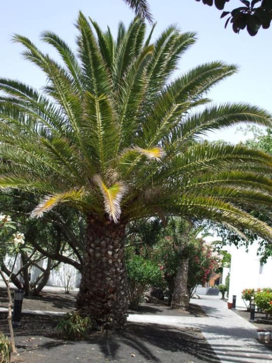 Palme allsun App.-Hotel Albatros