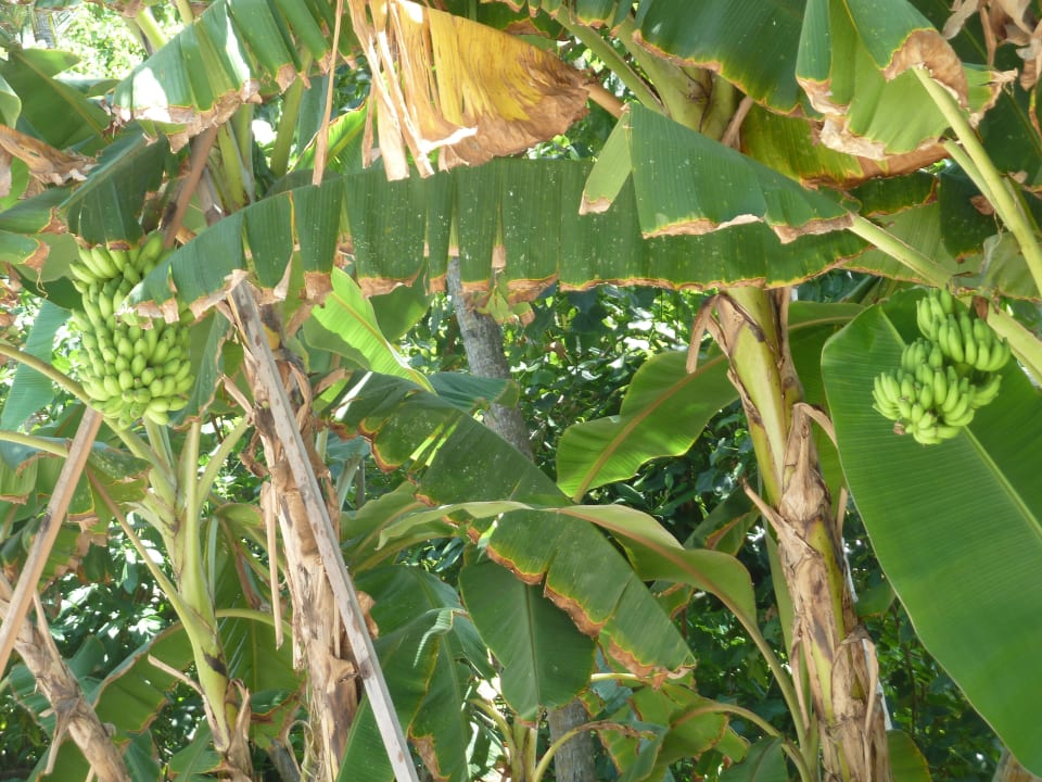 Bananen weit und breit Kuramathi Maldives