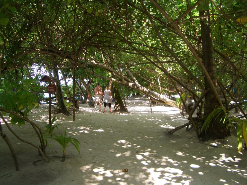 Üppige Vegetation-Weg rund um die Insel Adaaran Club Rannalhi - All Inclusive