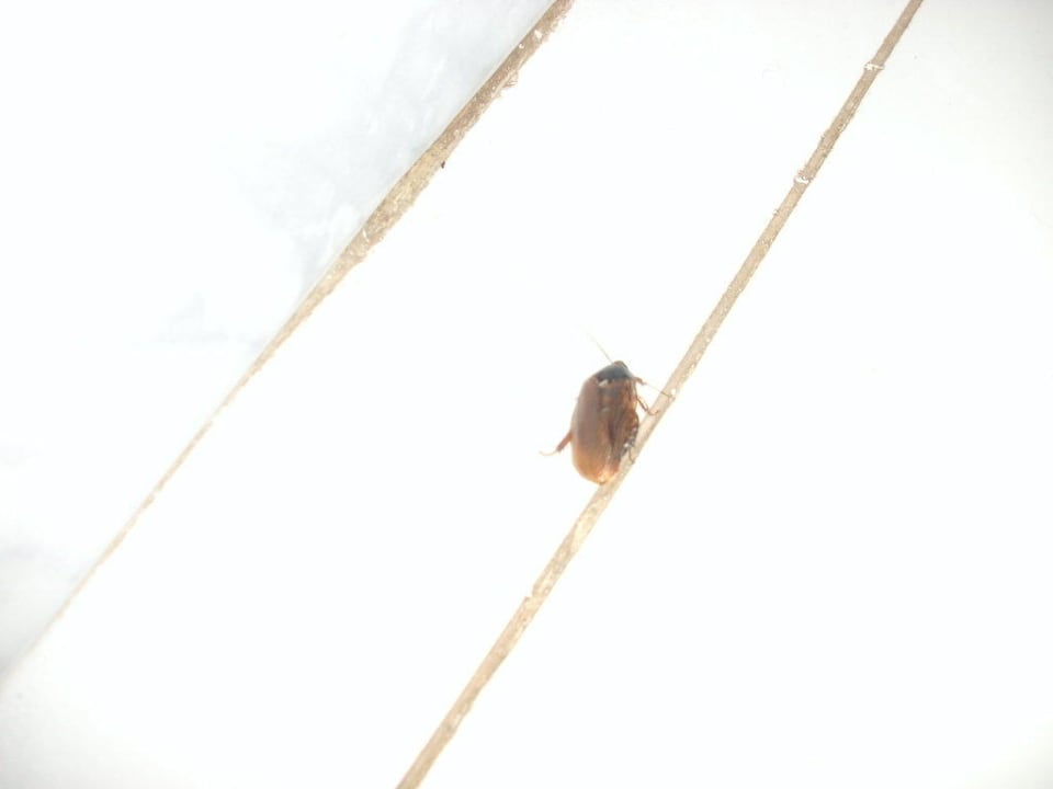 Und noch andere! SBH Hotel Taro Beach