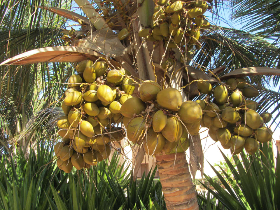 Kokosnüsse und Palmen in der ganzen Gartenanlage Hotel Riu Funana