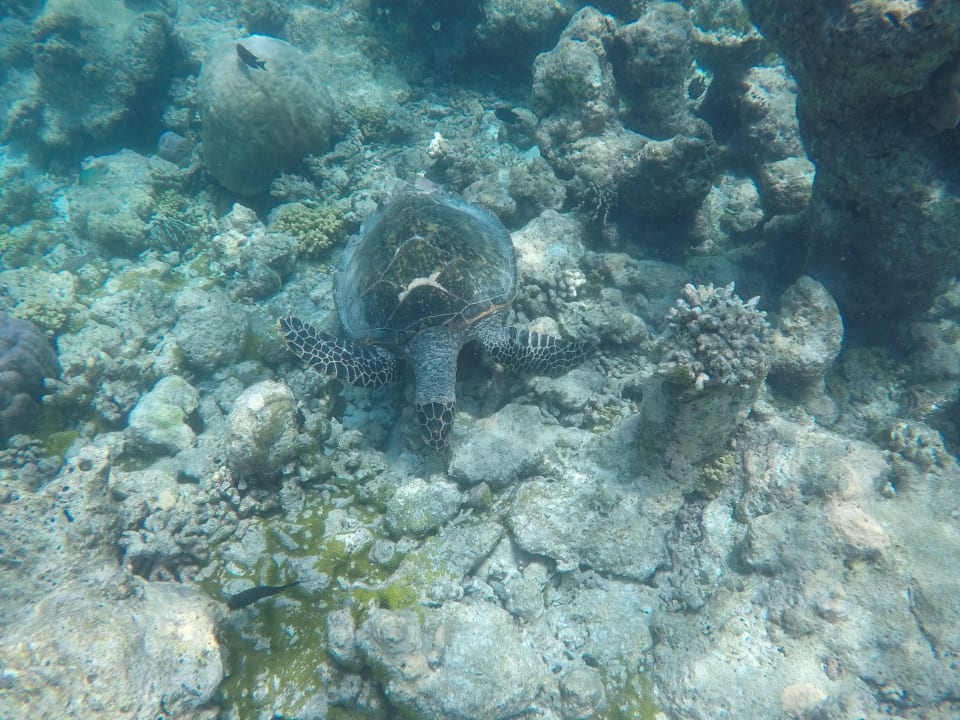 Sport & Freizeit Summer Island Maldives