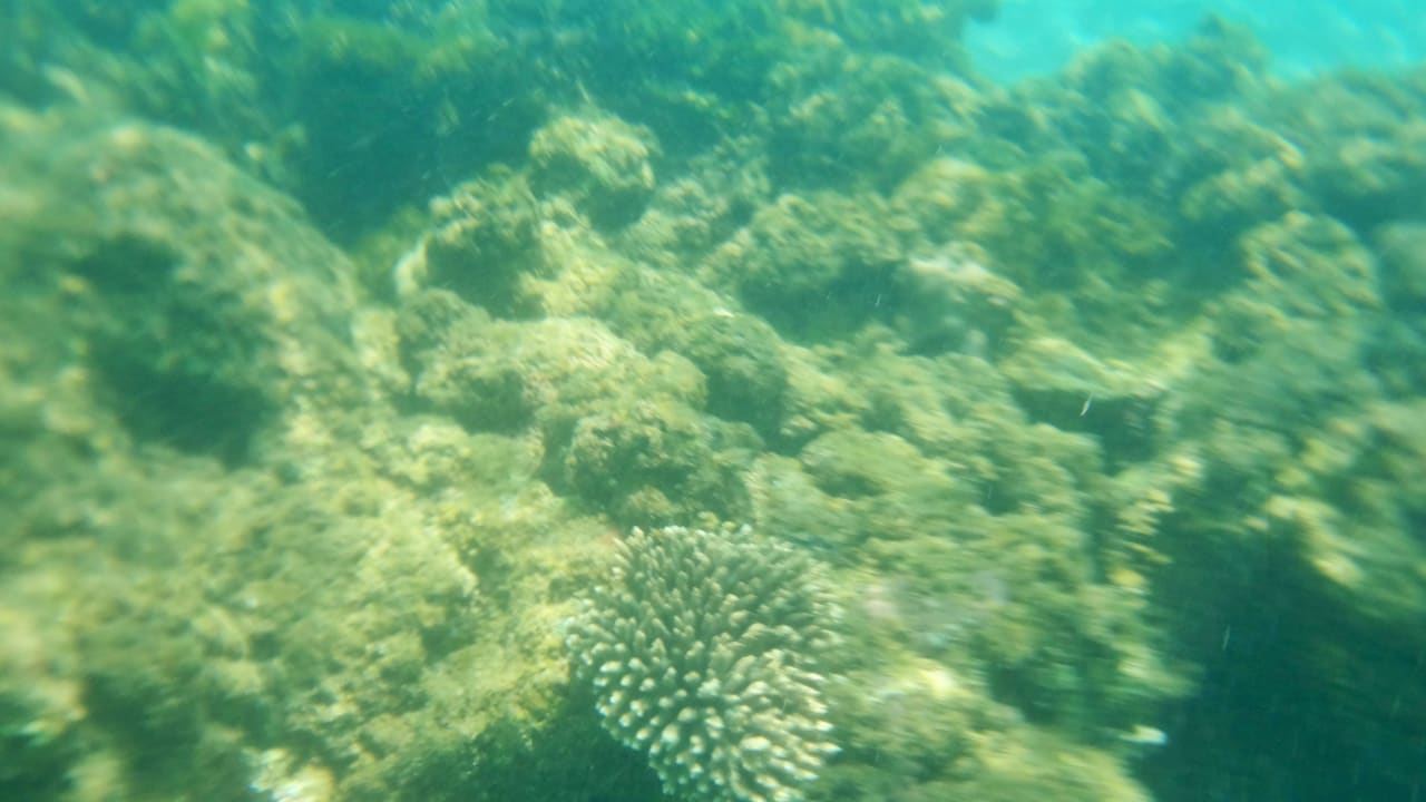 Риф недалеко от берега Desert Rose