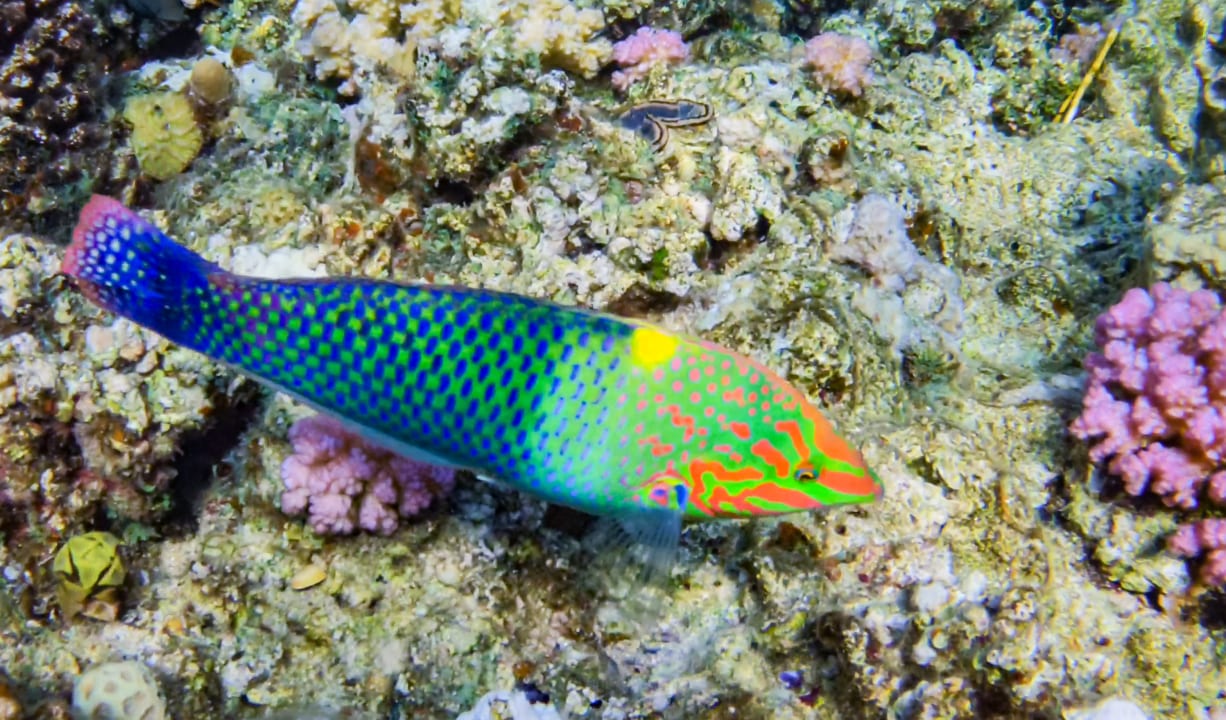 Sport & Freizeit Steigenberger Coraya Beach - Adults only