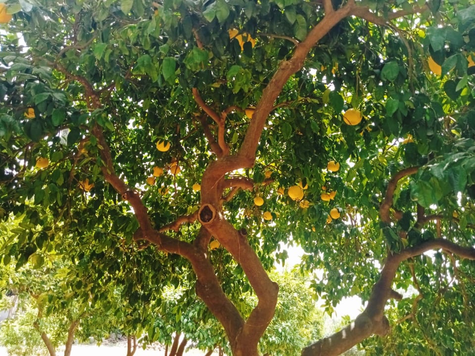 Gartenanlage Hane Family Resort