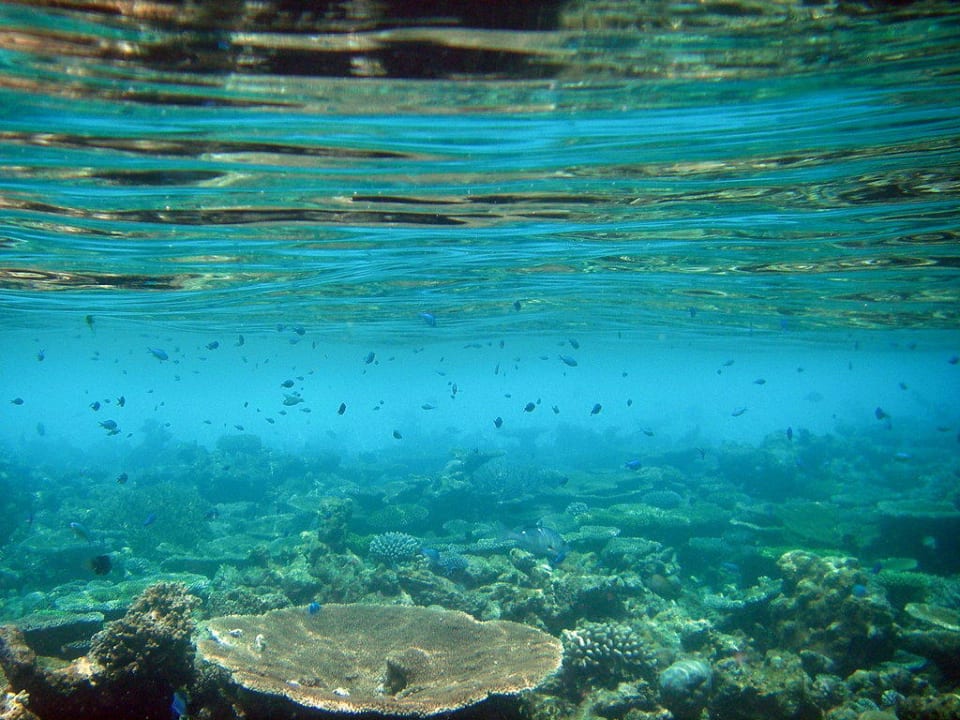 Korallengarten-Schnorcheln Eriyadu Eri Maldives