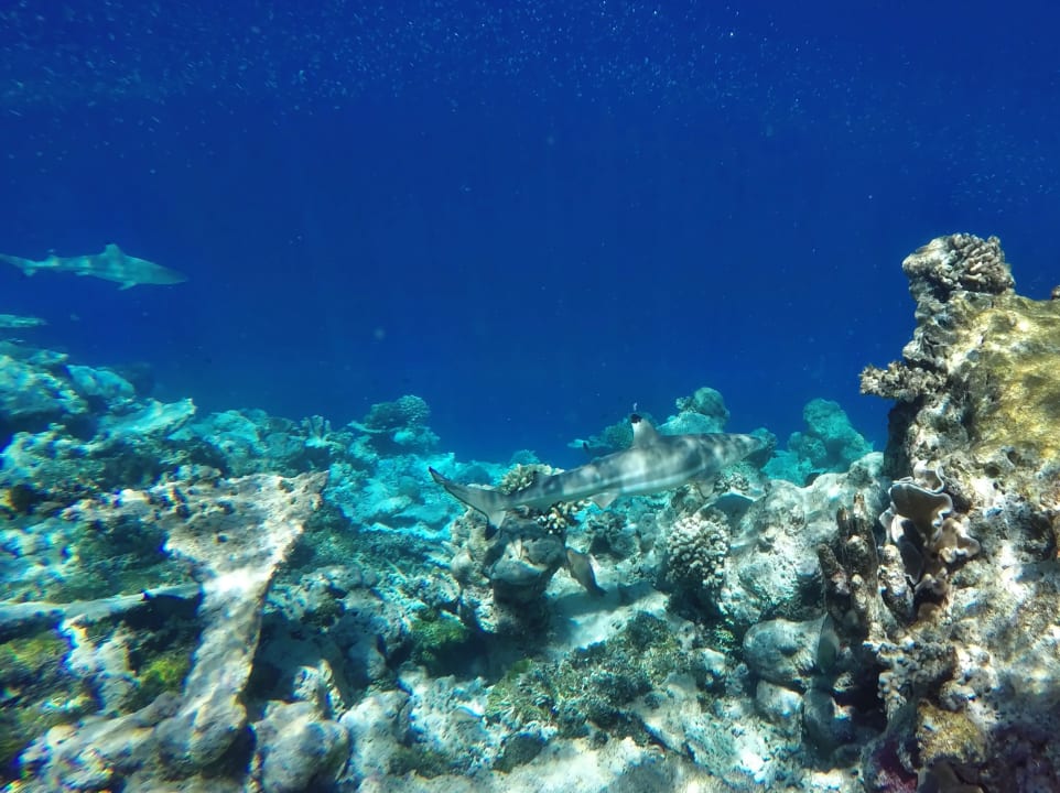 Schwarzspitzen - Riffhaie NH Collection Maldives Havodda Resort