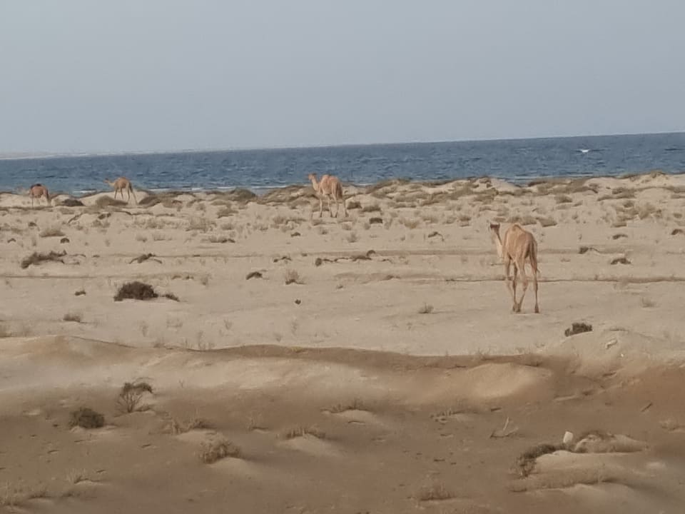 Ausblick Steigenberger Coraya Beach - Adults only