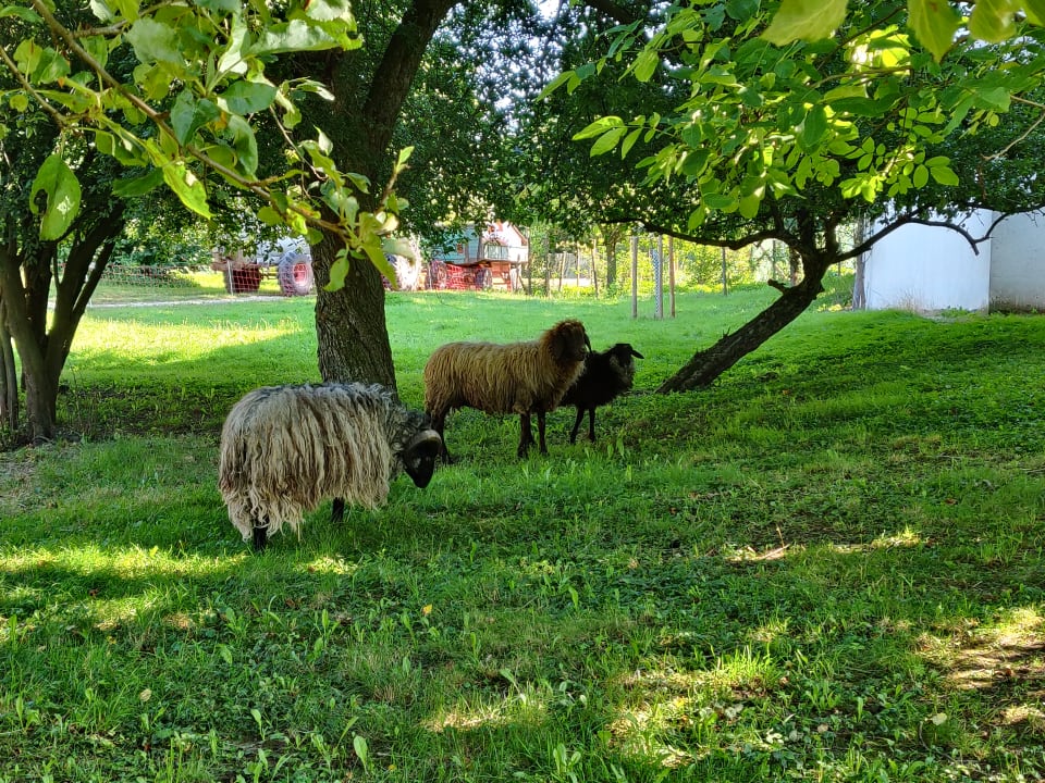 Sport & Freizeit Ferienhof Lehner am Rothsee