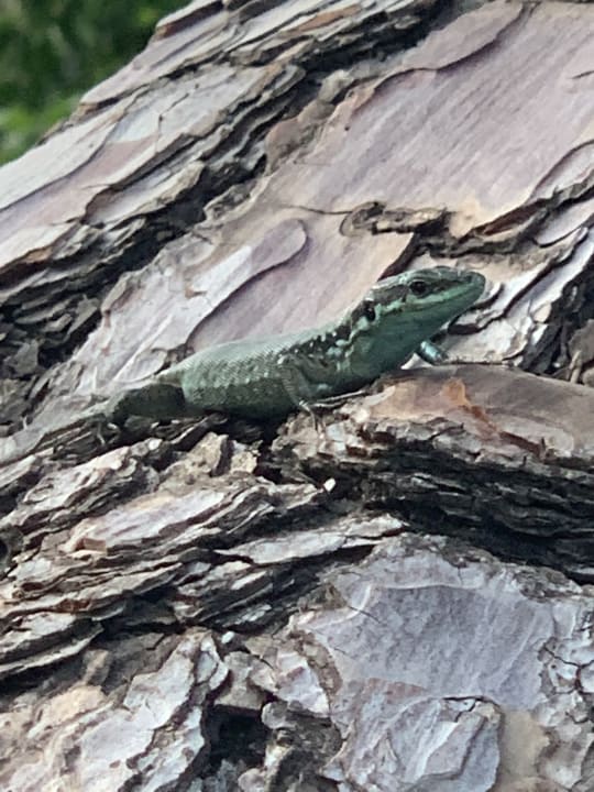 Gartenanlage TUI MAGIC LIFE Beldibi +16