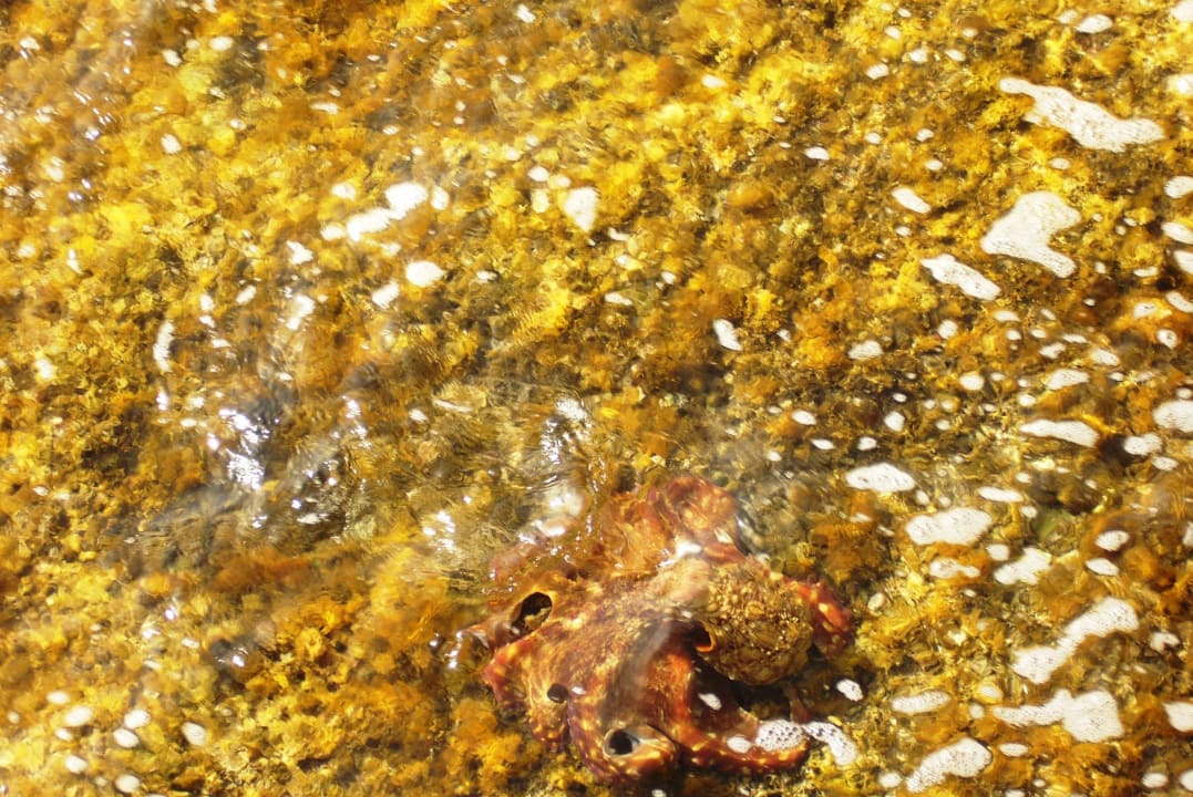 Oktopus Three Corners Happy Life Beach Resort