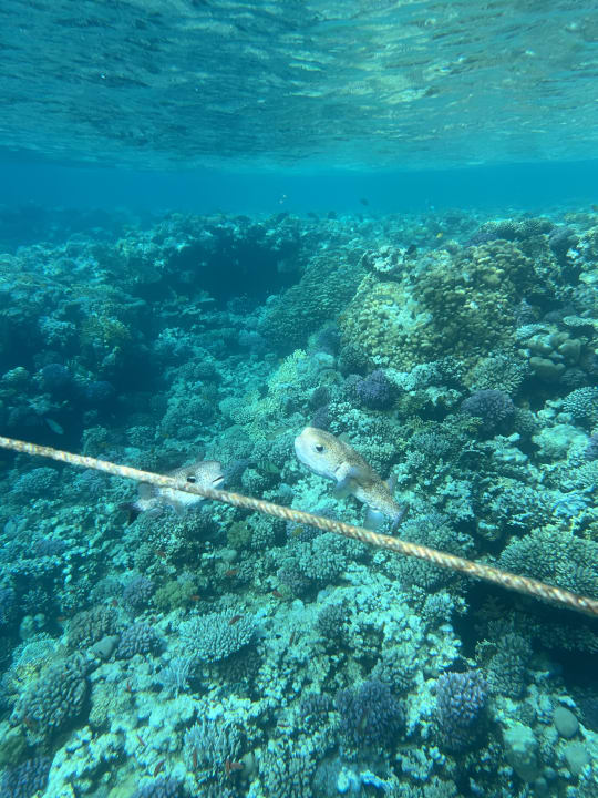 Strand Makadi Spa - Adults only