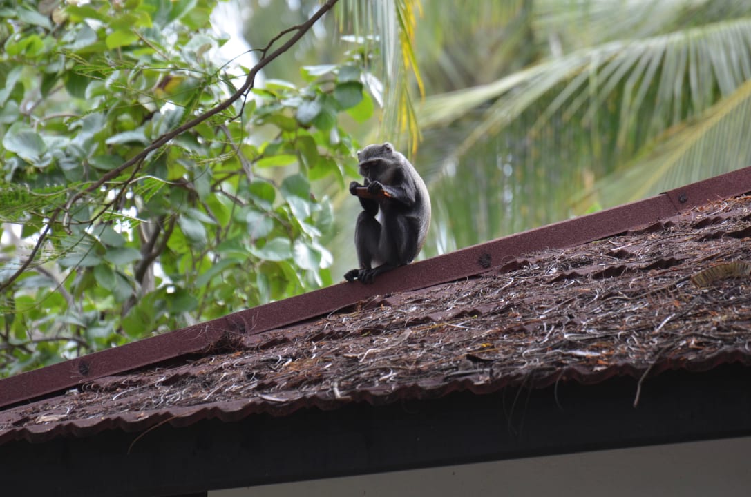 Kenia Diani Sea Resort