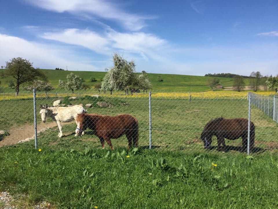 Gartenanlage Ferienhof Schmid