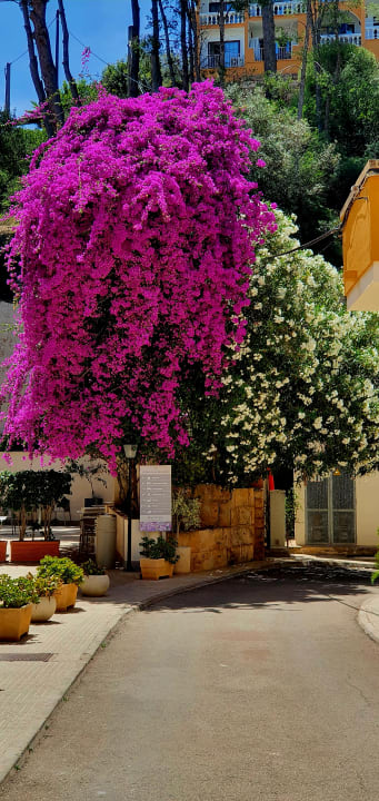 Lobby FLOR los Almendros Hotel