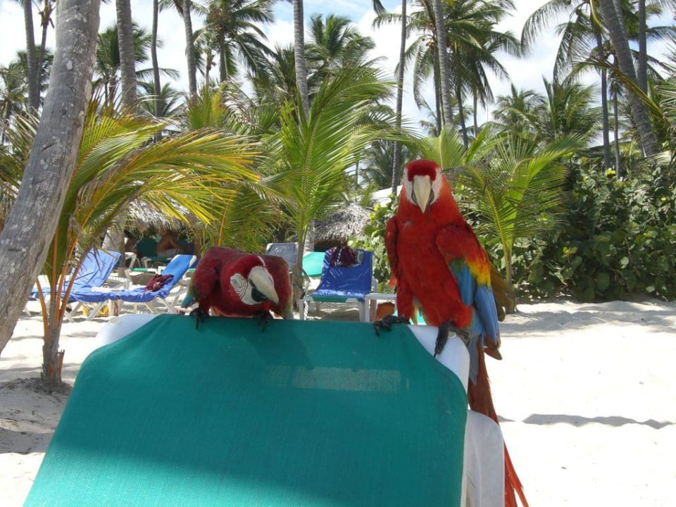 Paradisische Plappermäuler Grand Palladium Select Bávaro Resort & Spa