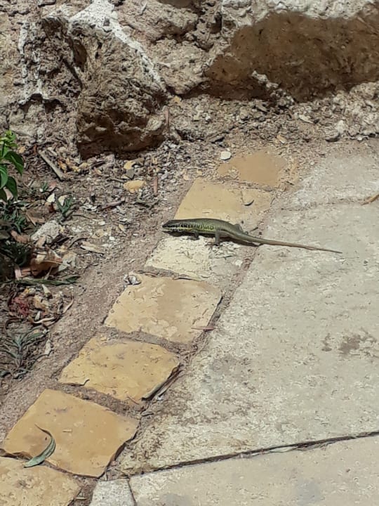 Sonstiges Ghazala Gardens