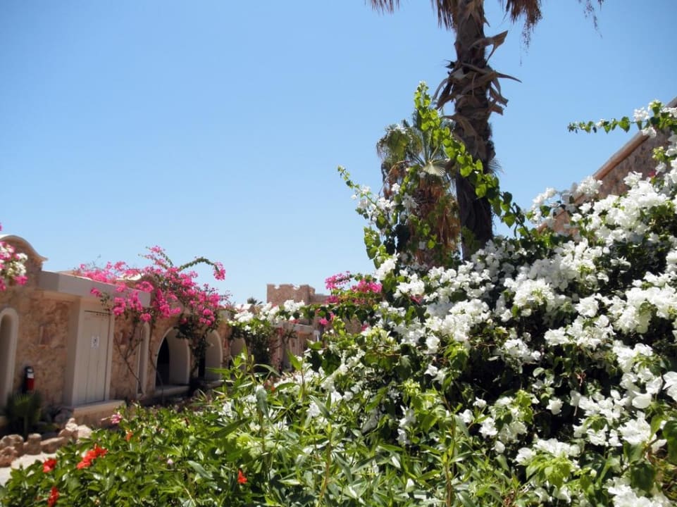 Райские сады Цитадели Pickalbatros Citadel Resort