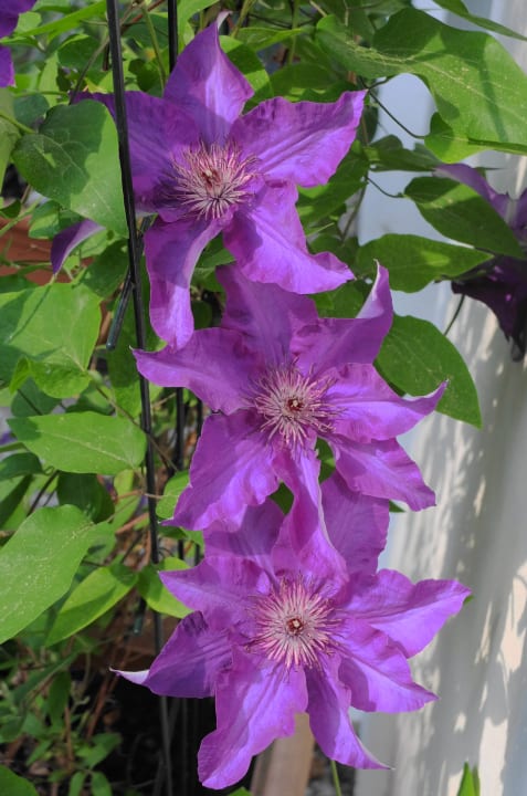 Gartenanlage Hotel Quellenhof