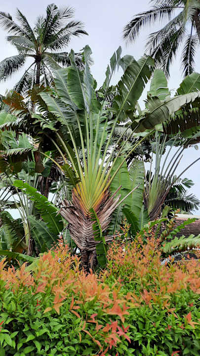 Gartenanlage Santiburi Koh Samui