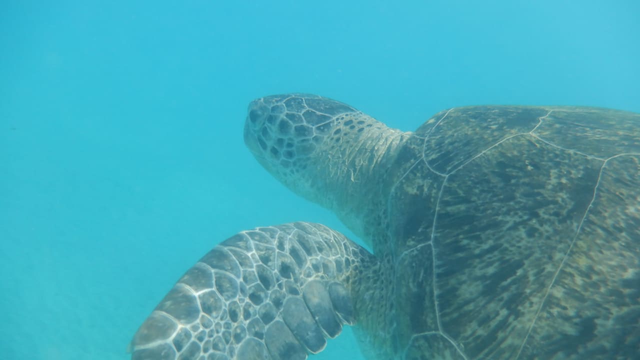 Sport & Freizeit Malikia Resort Abu Dabbab