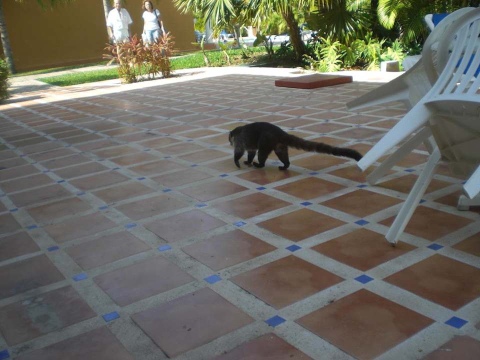 Hotelhaustiere, ganz süß Sandos Playacar Beach Resort