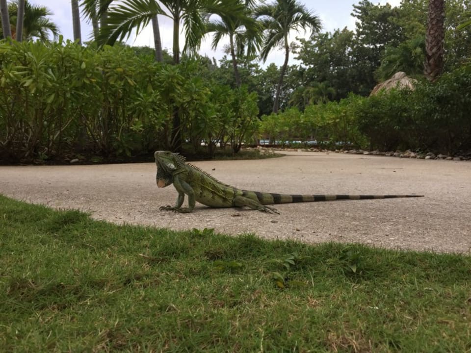 Sonstiges Dreams Curacao Resort, Spa & Casino