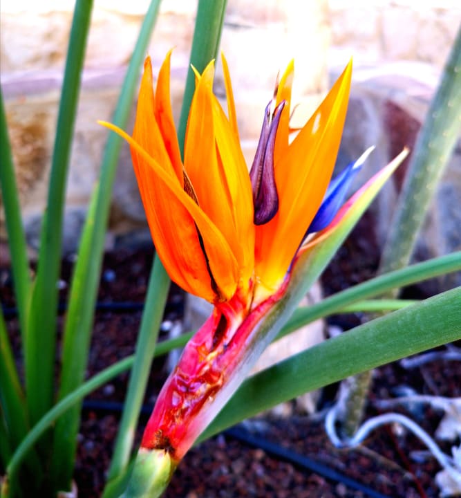 Gartenanlage Gloria Palace Royal Hotel & Spa