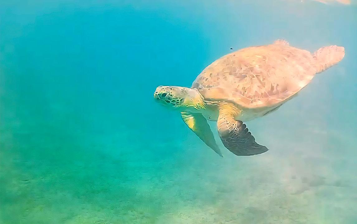 Strand JAZ Elite Amara