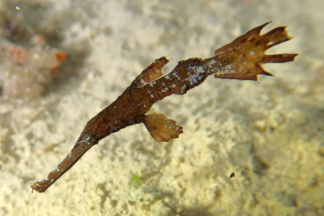 Sport & Freizeit Arabia Azur Resort