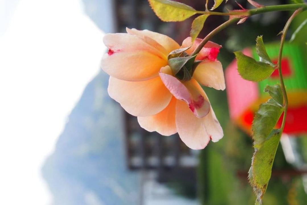 Garten Gästehaus Büchele