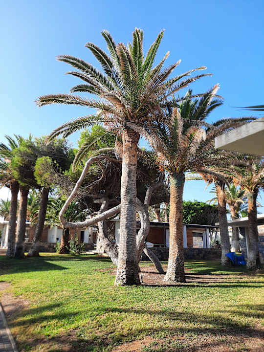 Gartenanlage Civitel Creta Beach