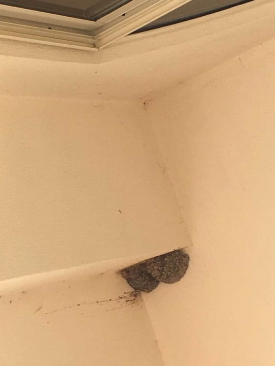 Zimmer Well Palace Side