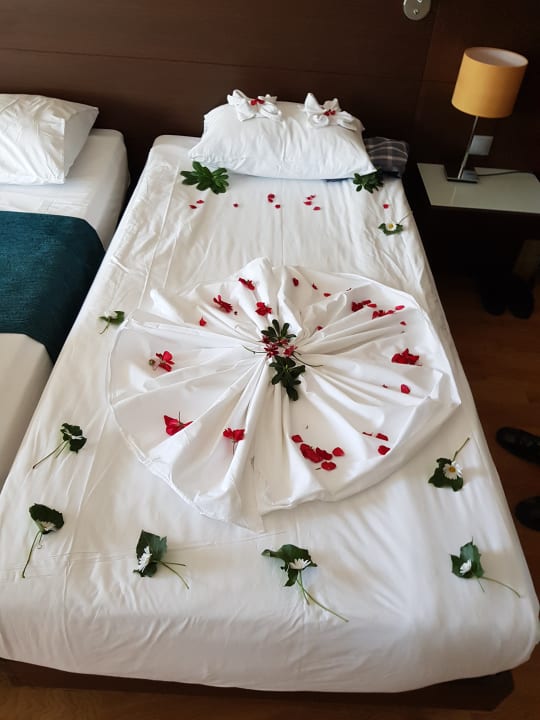 Zimmer Arum Barut Collection