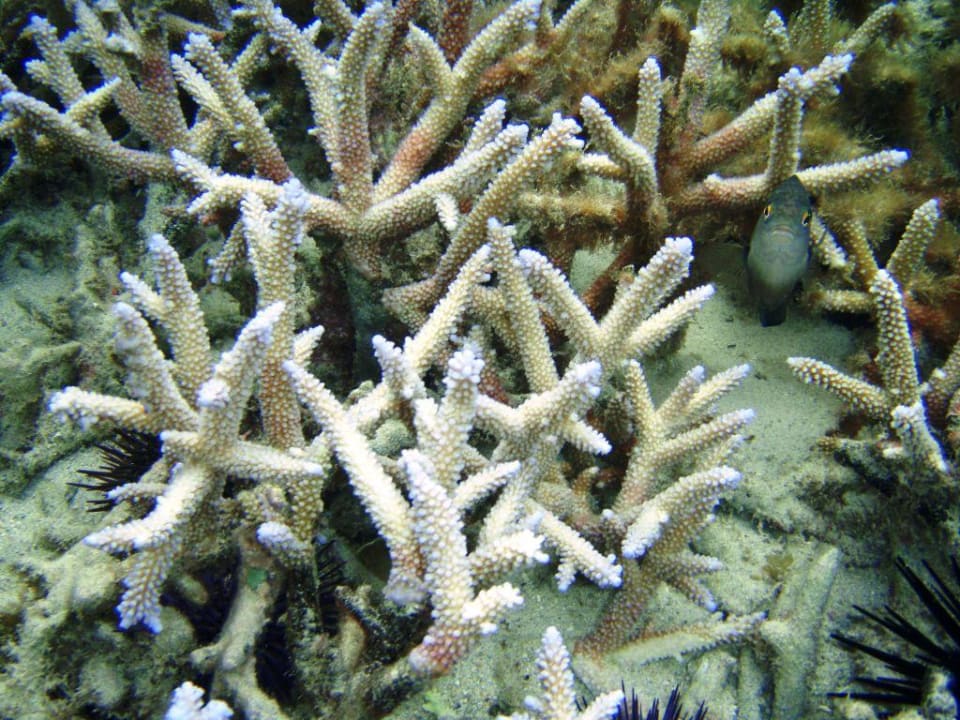 Coralli, ricci ed un pesciolino curioso Sofitel Imperial Resort & Spa