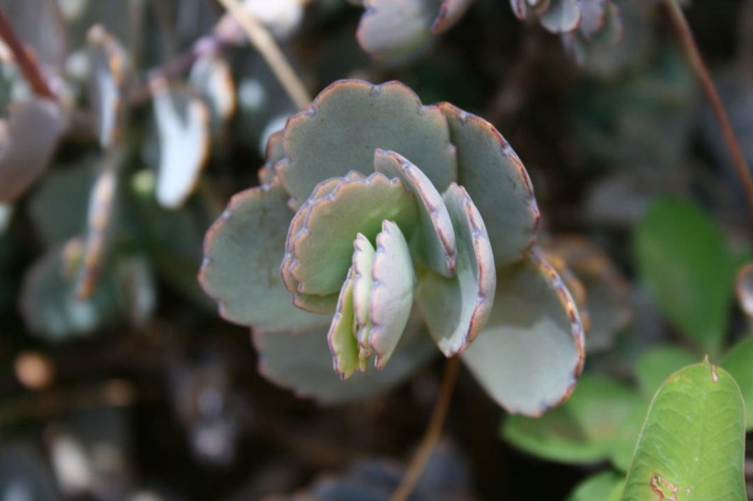 Ogród Hotel Amboseli Sopa Lodge
